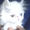 Вязка персидским котом экстремалом. - <ro>Изображение</ro><ru>Изображение</ru> #6, <ru>Объявление</ru> #906930