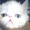 Вязка пеосидским котом экстремалом. - <ro>Изображение</ro><ru>Изображение</ru> #4, <ru>Объявление</ru> #906938