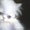 Вязка персидским котом экстремалом. - <ro>Изображение</ro><ru>Изображение</ru> #4, <ru>Объявление</ru> #906930