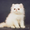 Вязка персидским котом экстремалом. - <ro>Изображение</ro><ru>Изображение</ru> #7, <ru>Объявление</ru> #906930
