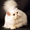 Вязка персидским котом экстремалом. - <ro>Изображение</ro><ru>Изображение</ru> #9, <ru>Объявление</ru> #906930