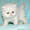 Вязка персидским котом экстремалом. - <ro>Изображение</ro><ru>Изображение</ru> #8, <ru>Объявление</ru> #906930