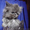 Вязка пеосидским котом экстремалом. - <ro>Изображение</ro><ru>Изображение</ru> #9, <ru>Объявление</ru> #906938