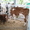реализуем коров,  телок,  нетелей, телочек породы красно-рябая #1053865