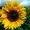 «ГРАН» пропонує насіння соняшника «Атілла» (95-100дн.) ультраранній гібрид #1530468