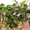 Опоры и колышки для растений POLYARM, Чернигов - <ro>Изображение</ro><ru>Изображение</ru> #3, <ru>Объявление</ru> #1697249
