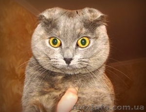 Шотландская вислоухая кошечка ищет котика для вязки - <ro>Изображение</ro><ru>Изображение</ru> #1, <ru>Объявление</ru> #157614