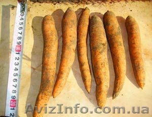 Морковь средняя, мелкая, стружка моркови сушеная - <ro>Изображение</ro><ru>Изображение</ru> #1, <ru>Объявление</ru> #200759