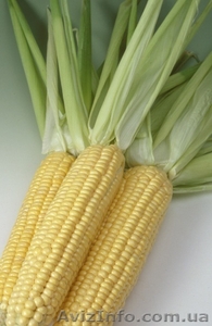 Гибриды кукурузы для посева оптом - <ro>Изображение</ro><ru>Изображение</ru> #1, <ru>Объявление</ru> #235522