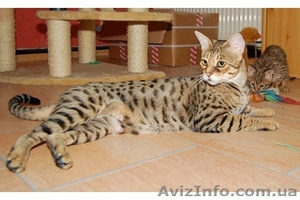 Смазливая Саванна котята - <ro>Изображение</ro><ru>Изображение</ru> #1, <ru>Объявление</ru> #278751