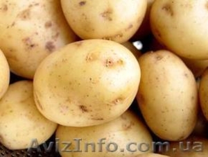 Продам картофель нового урожая - <ro>Изображение</ro><ru>Изображение</ru> #1, <ru>Объявление</ru> #285228