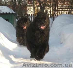 щенки ньюфаундленда в Киеве