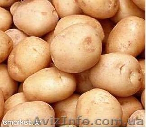 Продам картофель оптоммм - <ro>Изображение</ro><ru>Изображение</ru> #1, <ru>Объявление</ru> #395330