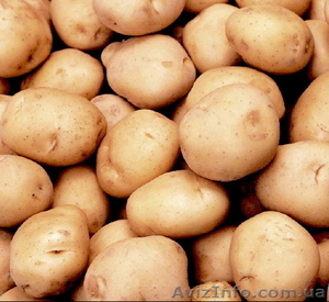 Продам картофель недорого - <ro>Изображение</ro><ru>Изображение</ru> #1, <ru>Объявление</ru> #380335