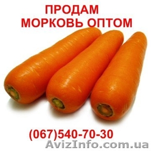 Продам морковку, морковь оптом  - <ro>Изображение</ro><ru>Изображение</ru> #1, <ru>Объявление</ru> #399250