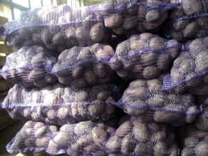 Продам картофель семенной - <ro>Изображение</ro><ru>Изображение</ru> #1, <ru>Объявление</ru> #454472