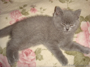 Срочно продам британского голубого котенка - <ro>Изображение</ro><ru>Изображение</ru> #1, <ru>Объявление</ru> #449815