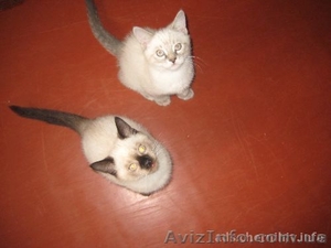 очаровательные котята от сиамской кошки - <ro>Изображение</ro><ru>Изображение</ru> #1, <ru>Объявление</ru> #460900