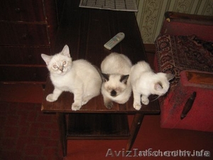 очаровательные котята от сиамской кошки - <ro>Изображение</ro><ru>Изображение</ru> #2, <ru>Объявление</ru> #460900