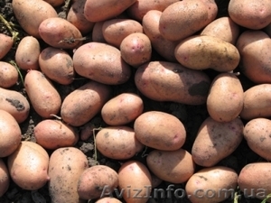 Семенной и крупный картофель