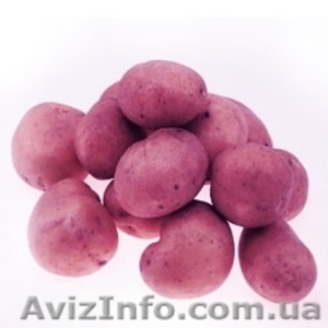 продаём картофель товарный - <ro>Изображение</ro><ru>Изображение</ru> #1, <ru>Объявление</ru> #481367