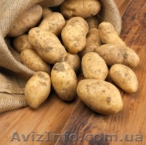 Продам элиту картофеля - <ro>Изображение</ro><ru>Изображение</ru> #1, <ru>Объявление</ru> #458789