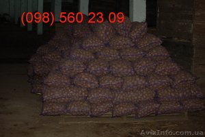 Продам картоплю картошку продовольственную  и семенной оптом в Черниговской обл - <ro>Изображение</ro><ru>Изображение</ru> #1, <ru>Объявление</ru> #503229