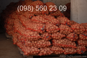 Картофель оптом продам картошку  - <ro>Изображение</ro><ru>Изображение</ru> #1, <ru>Объявление</ru> #502001