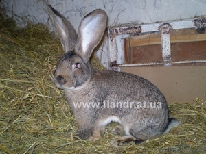 Продам кроликов-великанов "Бельгийский Фландр" - <ro>Изображение</ro><ru>Изображение</ru> #1, <ru>Объявление</ru> #549828