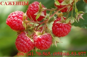 Продам Саженцы малины,  смородины,  яблоки,  клубники