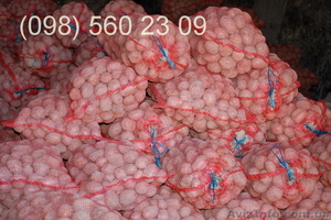 Ривьера 2-ой репродукции сорт картофеля - <ro>Изображение</ro><ru>Изображение</ru> #1, <ru>Объявление</ru> #604206