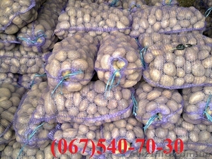 семенной картофель. 1й репродукции нет. Только Элита