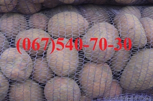 Продам семенной картофель, семенную картошку - <ro>Изображение</ro><ru>Изображение</ru> #1, <ru>Объявление</ru> #771230