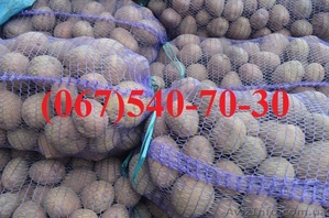 Продам семенной картофель, семенную картошку - <ro>Изображение</ro><ru>Изображение</ru> #2, <ru>Объявление</ru> #771230