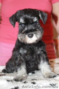  цвергшнауцер окрас черный с серебром