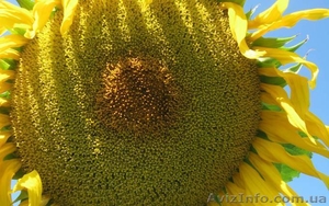 Посівний матеріал (насіння) кукурудзи та соняшника  - <ro>Изображение</ro><ru>Изображение</ru> #1, <ru>Объявление</ru> #841306