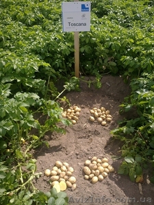семенной картофель для успешного бизнеса в южных регионах   - <ro>Изображение</ro><ru>Изображение</ru> #4, <ru>Объявление</ru> #852488