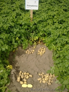семенной картофель для успешного бизнеса в южных регионах   - <ro>Изображение</ro><ru>Изображение</ru> #5, <ru>Объявление</ru> #852488