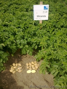 семенной картофель для профессионалов разных регионов страны  - <ro>Изображение</ro><ru>Изображение</ru> #3, <ru>Объявление</ru> #852493