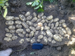 семенной картофель для профессионалов разных регионов страны  - <ro>Изображение</ro><ru>Изображение</ru> #1, <ru>Объявление</ru> #852493