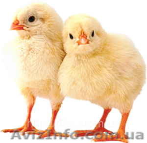 Подрощеные цыплята бройлера КОББ - <ro>Изображение</ro><ru>Изображение</ru> #1, <ru>Объявление</ru> #891106