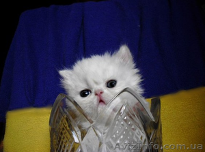 Чисто белые и чёрные персидские котята - <ro>Изображение</ro><ru>Изображение</ru> #1, <ru>Объявление</ru> #904962