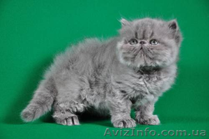 Вязка персидским котом экстремалом. - <ro>Изображение</ro><ru>Изображение</ru> #3, <ru>Объявление</ru> #906930