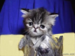 Вязка пеосидским котом экстремалом. - <ro>Изображение</ro><ru>Изображение</ru> #7, <ru>Объявление</ru> #906938