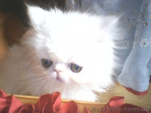 Вязка персидским котом экстремалом. - <ro>Изображение</ro><ru>Изображение</ru> #5, <ru>Объявление</ru> #906930