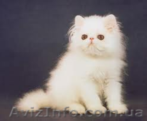 Вязка персидским котом экстремалом. - <ro>Изображение</ro><ru>Изображение</ru> #7, <ru>Объявление</ru> #906930