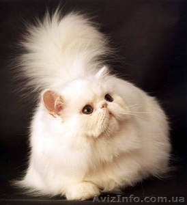 Вязка персидским котом экстремалом. - <ro>Изображение</ro><ru>Изображение</ru> #9, <ru>Объявление</ru> #906930