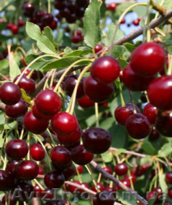 купим вишню для переработки