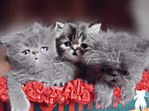 Чисто белые и чёрные персидские котята - <ro>Изображение</ro><ru>Изображение</ru> #2, <ru>Объявление</ru> #904962