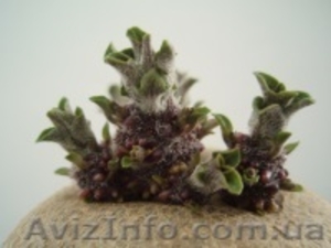 семена картофеля